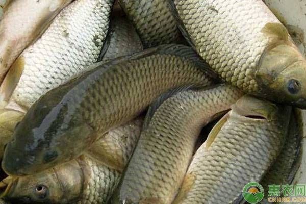 福魟魟魚抗病能力提升方法，福[需手動填充][需手動填充]魚混養最佳搭配,