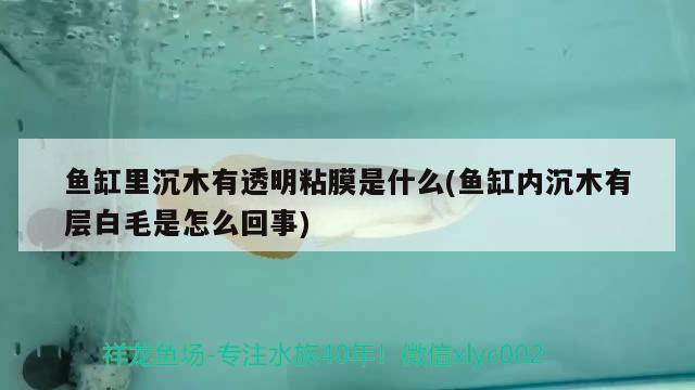 魚缸里沉木有透明粘膜是什么(魚缸內沉木有層白毛是怎么回事)