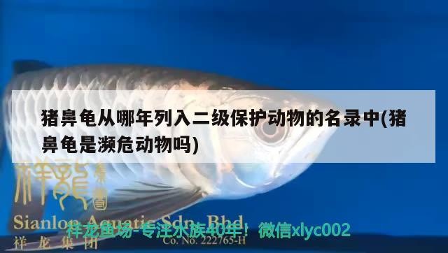 豬鼻龜從哪年列入二級保護動物的名錄中(豬鼻龜是瀕危動物嗎)