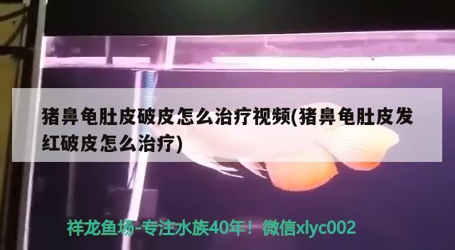 豬鼻龜肚皮破皮怎么治療視頻(豬鼻龜肚皮發(fā)紅破皮怎么治療)