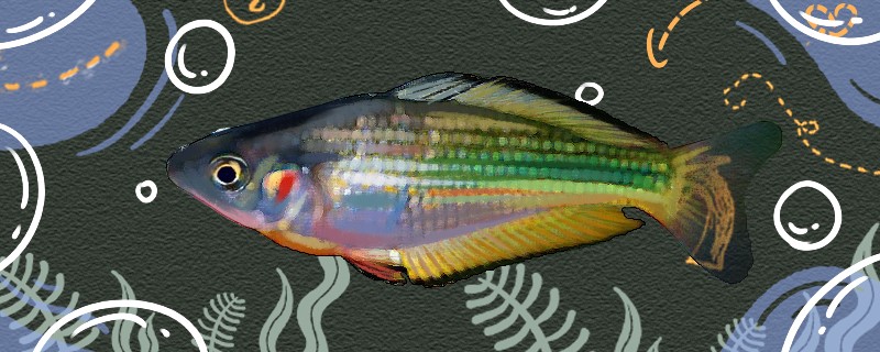 河虹銀漢魚好養(yǎng)嗎怎么養(yǎng)