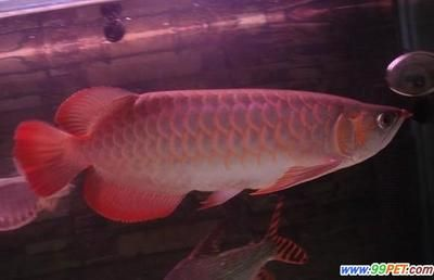 紅龍魚的特點和特征是什么樣的：紅龍魚與青龍魚的區別，如何挑選優質的紅龍魚？