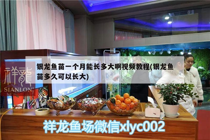 銀龍魚苗一個月能長多大啊視頻教程(銀龍魚苗多久可以長大)