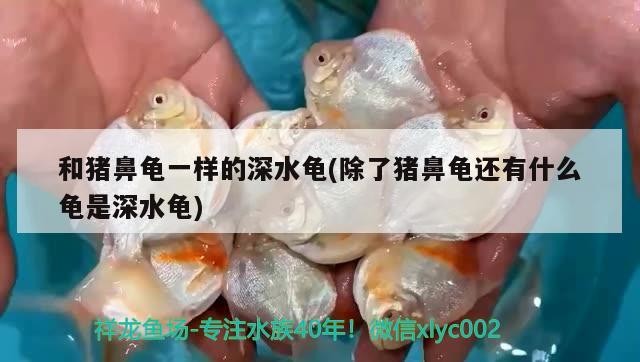 和豬鼻龜一樣的深水龜(除了豬鼻龜還有什么龜是深水龜)
