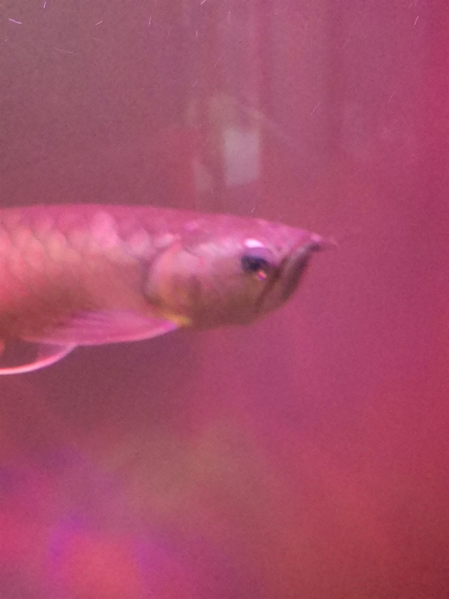 銀龍眼睛出長出白色突起物是什么原因？