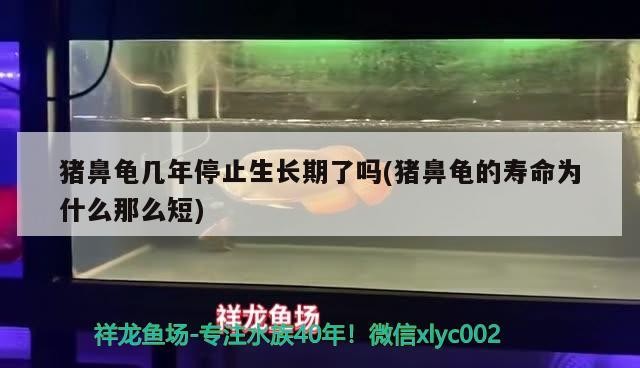 豬鼻龜幾年停止生長期了嗎(豬鼻龜?shù)膲勖鼮槭裁茨敲炊?