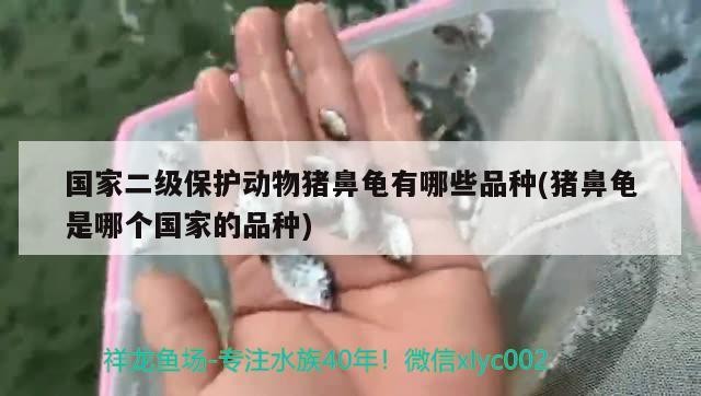 國家二級保護動物豬鼻龜有哪些品種(豬鼻龜是哪個國家的品種)