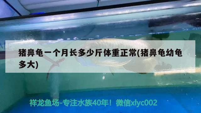 豬鼻龜一個月長多少斤體重正常(豬鼻龜幼龜多大)