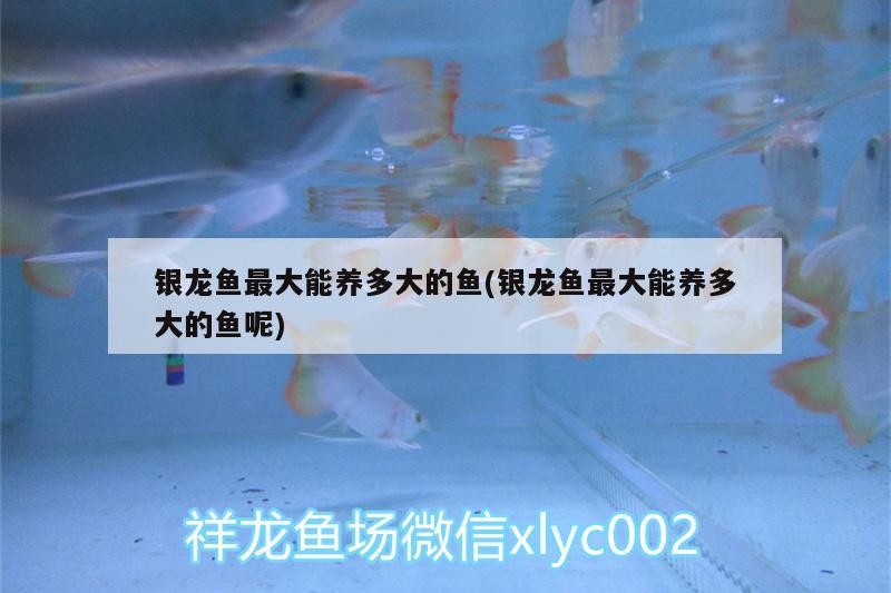 銀龍魚最大能養多大的魚(銀龍魚最大能養多大的魚呢)