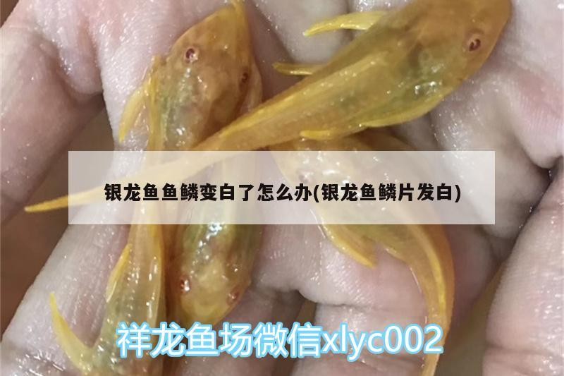 銀龍魚魚鱗變白了怎么辦(銀龍魚鱗片發白)