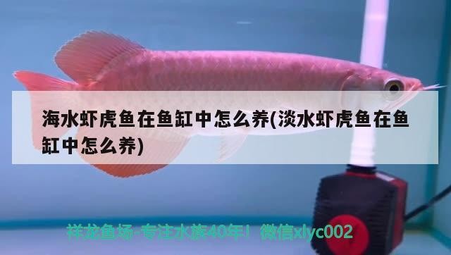 海水蝦虎魚在魚缸中怎么養(淡水蝦虎魚在魚缸中怎么養)