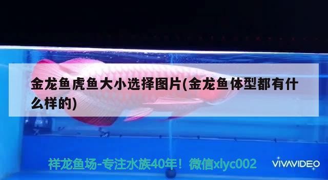 金龍魚虎魚大小選擇圖片(金龍魚體型都有什么樣的)