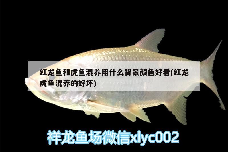 紅龍魚和虎魚混養用什么背景顏色好看(紅龍虎魚混養的好壞) 紅龍魚和虎魚混養用什么背景顏色好看(紅龍虎魚混養的好壞) 虎魚百科
