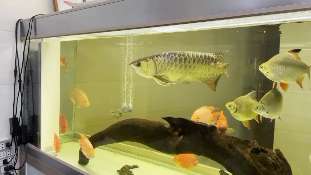 廣州魚缸批發市場大紅龍出了魚友家又收了條金問題金龍