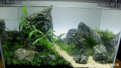 150魚缸造景教程