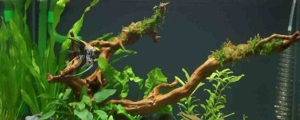 sunsun魚缸換水視頻：\sunsun森森魚缸換水的注意事項