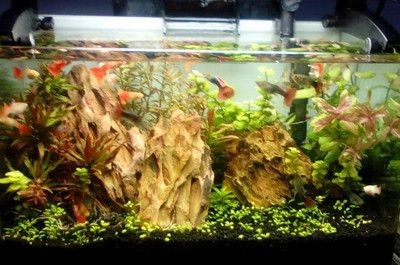 sunsun魚缸換水視頻：\sunsun森森魚缸換水的注意事項