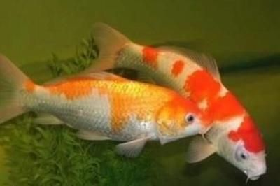 sunsun魚缸換水視頻：\sunsun森森魚缸換水的注意事項
