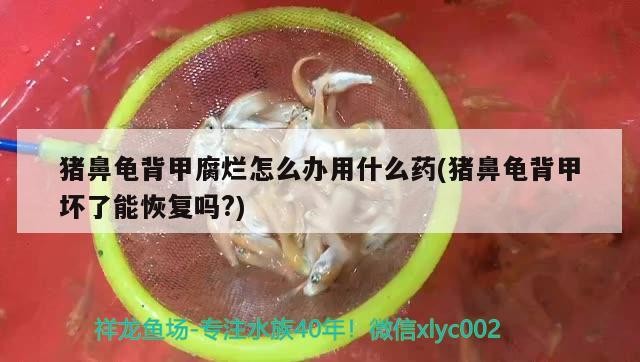 豬鼻龜背甲腐爛怎么辦用什么藥(豬鼻龜背甲壞了能恢復嗎?)