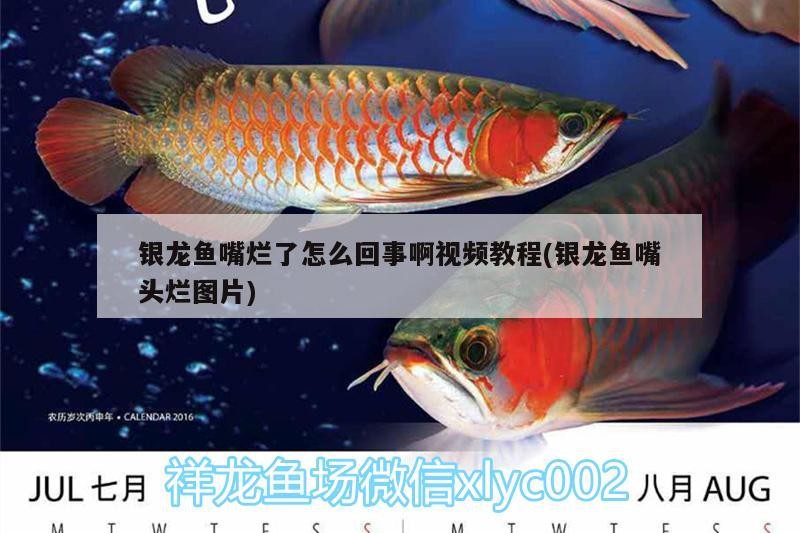 銀龍魚嘴爛了怎么回事啊視頻教程(銀龍魚嘴頭爛圖片)