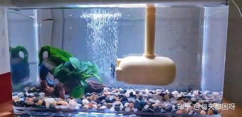 大魚缸養(yǎng)小魚要打氧嗎：大魚缸養(yǎng)魚需要打氧嗎，小魚缸養(yǎng)魚的注意事項和注意事項