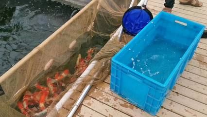 大魚缸養(yǎng)小魚要打氧嗎：大魚缸養(yǎng)魚需要打氧嗎，小魚缸養(yǎng)魚的注意事項和注意事項