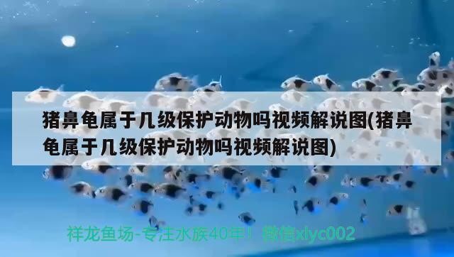 豬鼻龜屬于幾級保護(hù)動物嗎視頻解說圖(豬鼻龜屬于幾級保護(hù)動物嗎視頻解說圖)