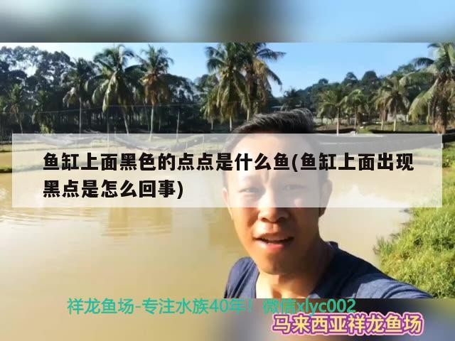 魚缸上面黑色的點點是什么魚(魚缸上面出現黑點是怎么回事)