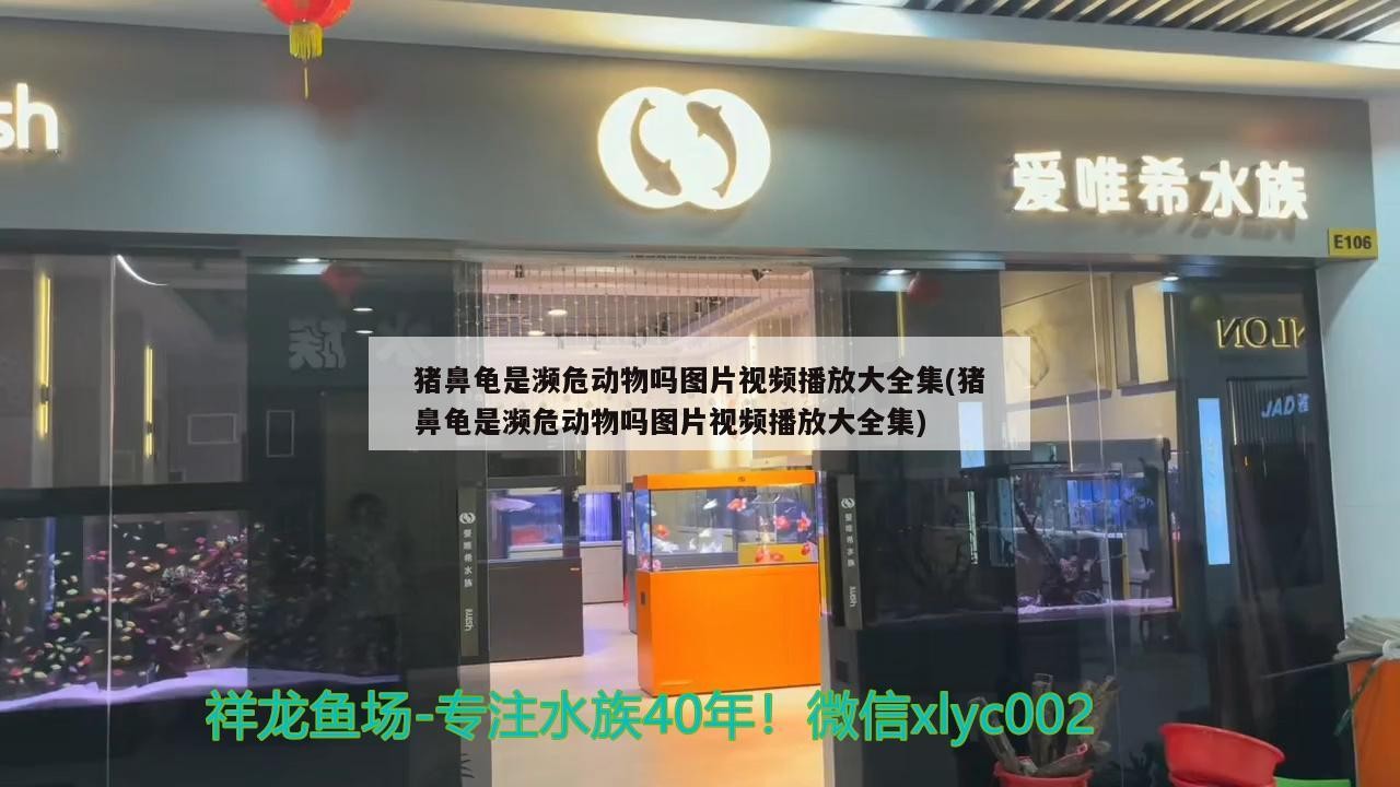 豬鼻龜是瀕危動物嗎圖片視頻播放大全集(豬鼻龜是瀕危動物嗎圖片視頻播放大全集)