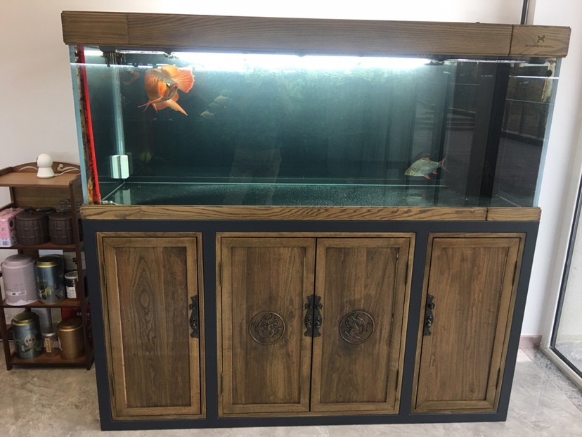 現在虎魚圈發布的泰虎比印尼都多
