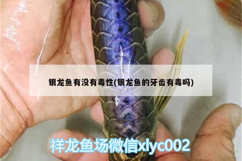 銀龍魚有沒有毒性(銀龍魚的牙齒有毒嗎)