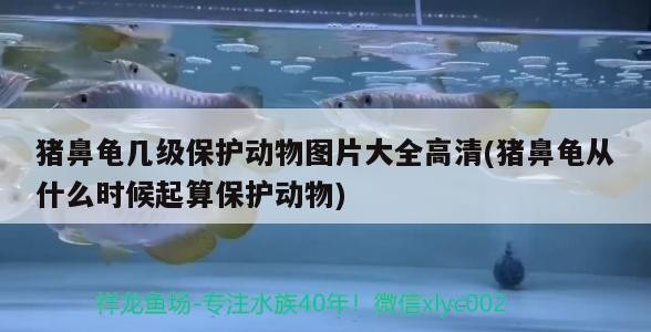 豬鼻龜幾級保護動物圖片大全高清(豬鼻龜從什么時候起算保護動物)