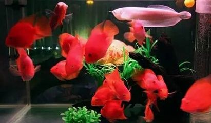 紅龍魚代表什么象征意義：紅龍魚在不同文化中有著豐富的象征意義