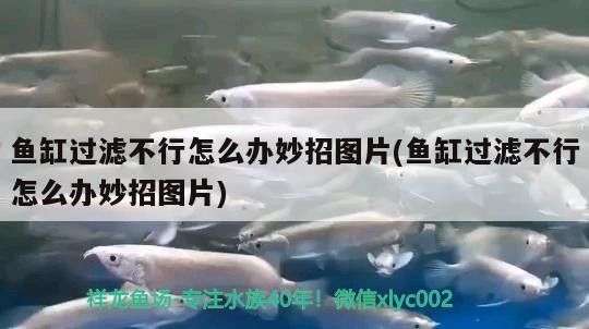 魚缸過濾不行怎么辦妙招圖片(魚缸過濾不行怎么辦妙招圖片)