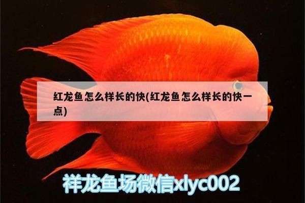 紅龍魚(yú)怎么長(zhǎng)的快一點(diǎn)：紅龍魚(yú)快速生長(zhǎng)與其飲食密切相關(guān)，紅龍魚(yú)的快速生長(zhǎng)方法