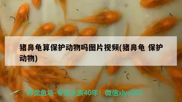 豬鼻龜算保護(hù)動(dòng)物嗎圖片視頻(豬鼻龜保護(hù)動(dòng)物)