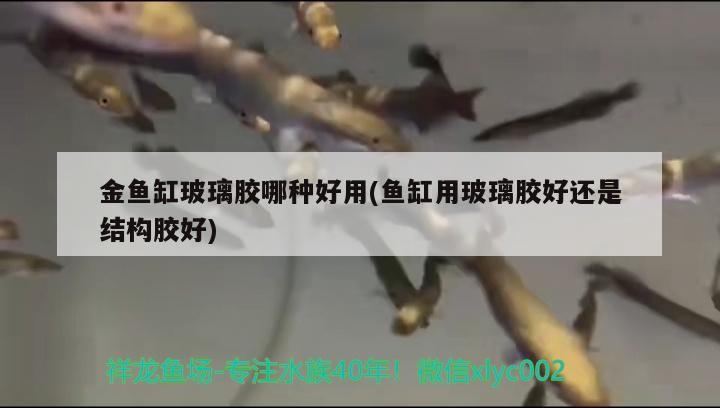 金魚缸玻璃膠哪種好用(魚缸用玻璃膠好還是結構膠好)