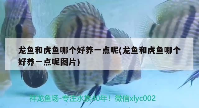 龍魚和虎魚哪個好養一點呢(龍魚和虎魚哪個好養一點呢圖片)