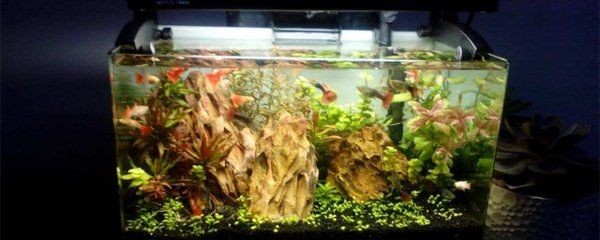 大型魚缸費電嗎多少錢：大型魚缸電費估算方法