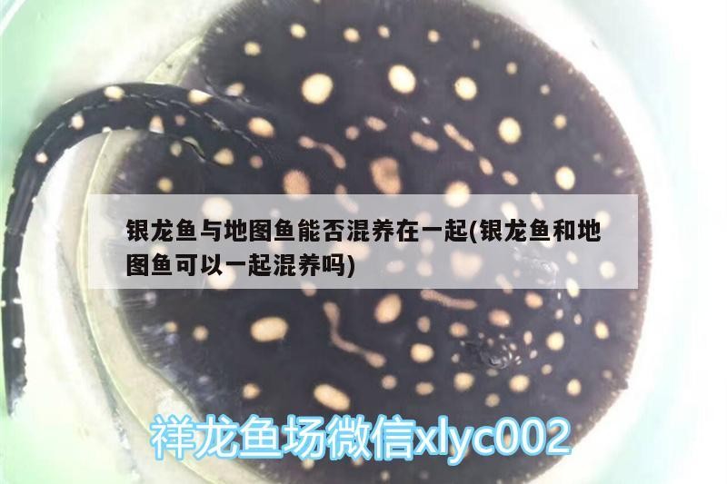 銀龍魚與地圖魚能否混養在一起(銀龍魚和地圖魚可以一起混養嗎)