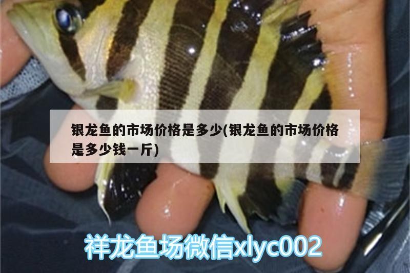 銀龍魚的市場價格是多少(銀龍魚的市場價格是多少錢一斤)
