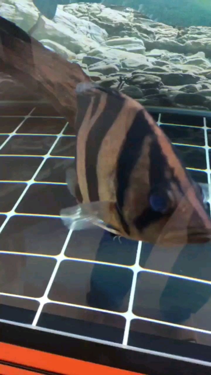 隨州水族館虎魚蒙眼求大神辨別
