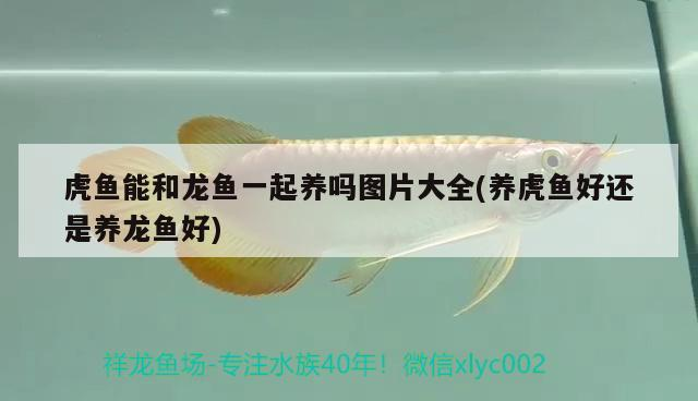 龍魚飼養(yǎng)中需要注意哪些水質(zhì)問題，龍魚水質(zhì)管理checklist