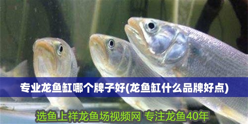 龍魚缸哪個(gè)品牌最好