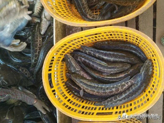 黑帝王魟魚飼養(yǎng)成本明細(xì)，黑帝王魟魚的飼養(yǎng)成本