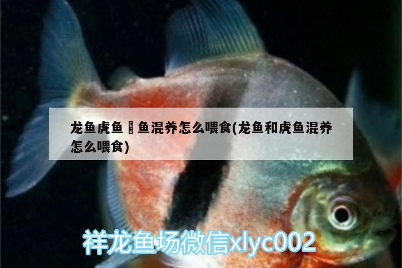 魚缸過濾器選購指南:自制魚缸過濾器魚缸上置過濾器對于養魚愛好者的必備知識 龍魚虎魚魟魚混養怎么喂食(龍魚和虎魚混養怎么喂食) 虎魚百科 龍魚虎魚魟魚混養怎么喂食(龍魚和虎魚混養怎么喂食) 龍魚虎魚魟魚混養怎么喂食(龍魚和虎魚混養怎么喂食) 虎魚百科