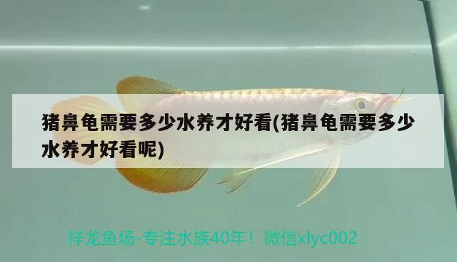 豬鼻龜需要多少水養才好看(豬鼻龜需要多少水養才好看呢)