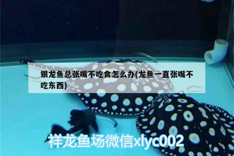 銀龍魚總張嘴不吃食怎么辦(龍魚一直張嘴不吃東西)