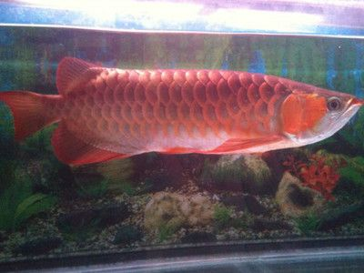 血紅龍魚壽命多長正常:血紅龍魚的壽命受到多種因素影響 紅龍魚百科 第4張 血紅龍魚壽命多長正常:血紅龍魚的壽命受到多種因素影響 血紅龍魚壽命多長正常:血紅龍魚的壽命受到多種因素影響 紅龍魚百科 第4張