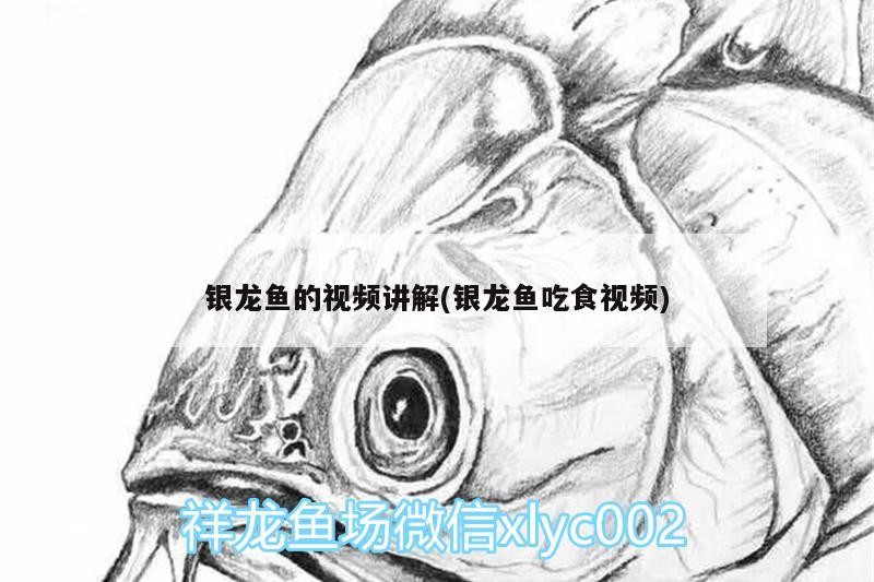 紅龍魚苗多少錢一條？，看品種最小的紅龍魚苗多少錢一條